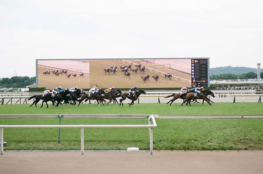 Tokyo: Horse Racing Tour with Local Fan - Meeting point and reserved seats: the part that prevents stress