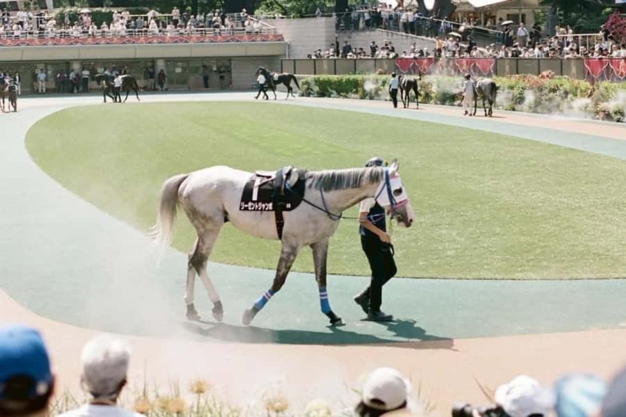 Tokyo: Horse Racing Tour with Local Fan - Betting lessons that don’t leave you guessing