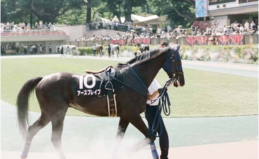 Tokyo: Horse Racing Tour with Local Fan - Who should book this Tokyo horse racing tour
