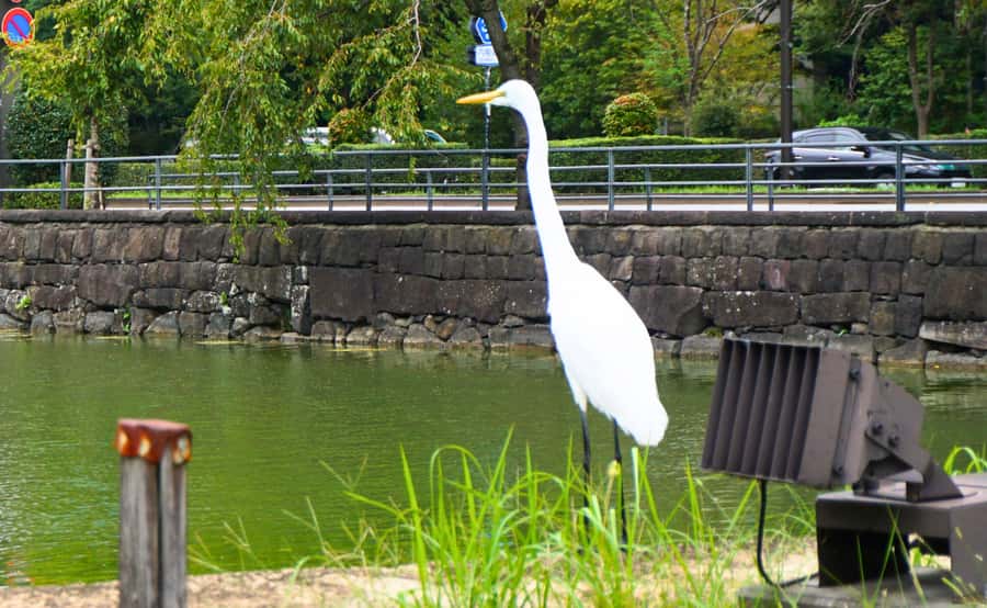 Tokyo: Imperial Palace, the history of Japan (ENGLISH GUIDE) - Entering through Otemon gate and the eastern gardens flow