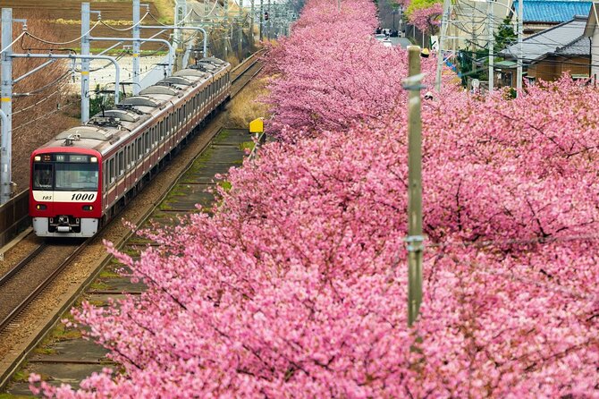 Tokyo-Izu: Volcano, Ocean& Capybara Cuddle with Izu Scenic Train - Price and timing: what $84.86 really covers
