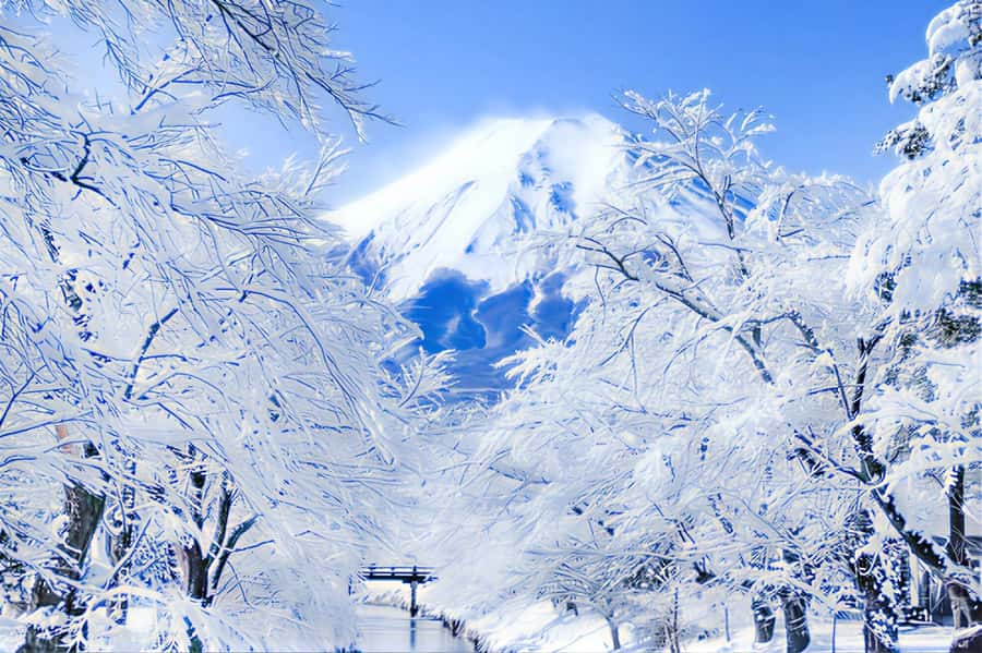 Tokyo: Mount Fuji Day Trip with Scenic & Local Stops - Lake Yamanaka: swans, calm water, and an easy ending