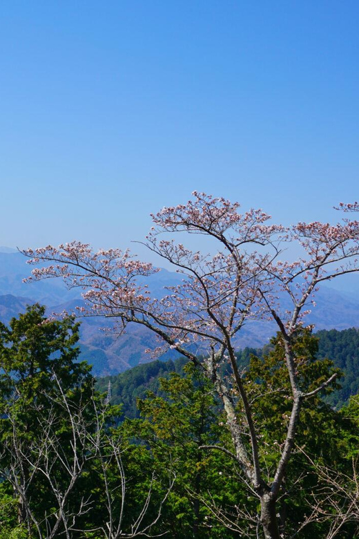 Tokyo: Mount Takao Guided Hiking Tour - Summit Time: Panoramic Tokyo Views and Mount Fuji When the Skies Cooperate