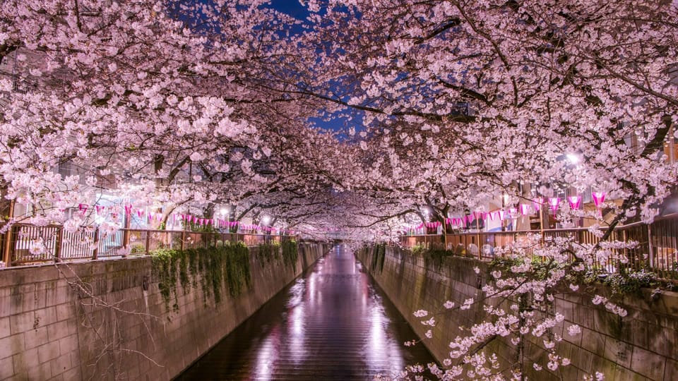 Tokyo: Mt. Fuji & Hakone Cherry Blossoms Private Day Tour - Price and logistics: when $490 per group makes sense