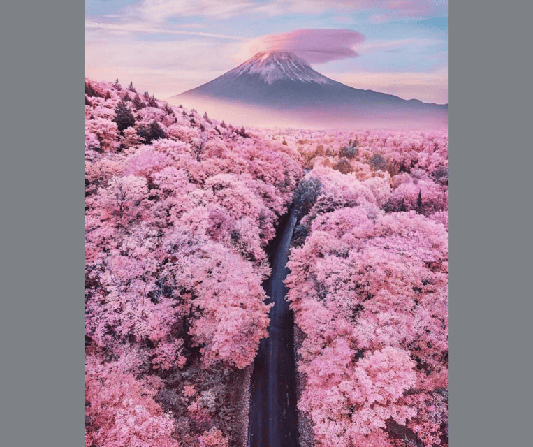 Tokyo: Mt. Fuji & Hakone Cherry Blossoms Private Day Tour - Owakudani: sulfur fumes, hot rivers, and an active crater zone