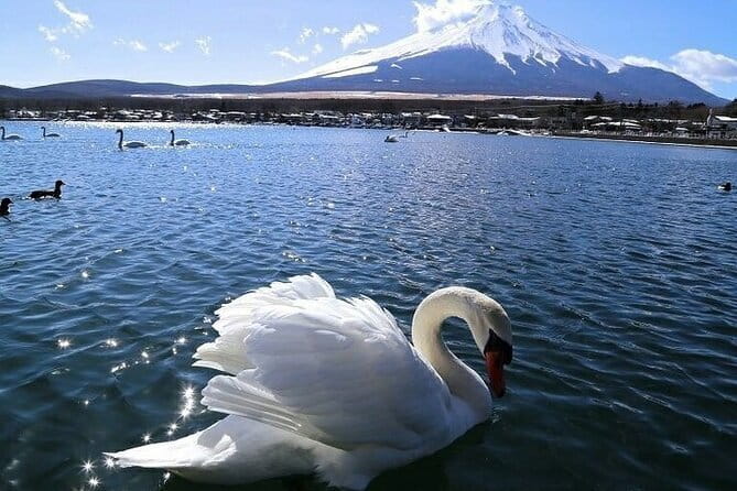Tokyo Mt. Fuji Hakone Shrine, Owakudani, Lake Yamanakai Day Tour - Lake Yamanaka Shiratorihama: Swans, Fuji Photos, and Quick Time