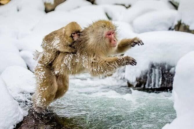 Tokyo Nagano Snow Monkey Park and Zenkoji Temple English driver - Key highlights that make this day trip work