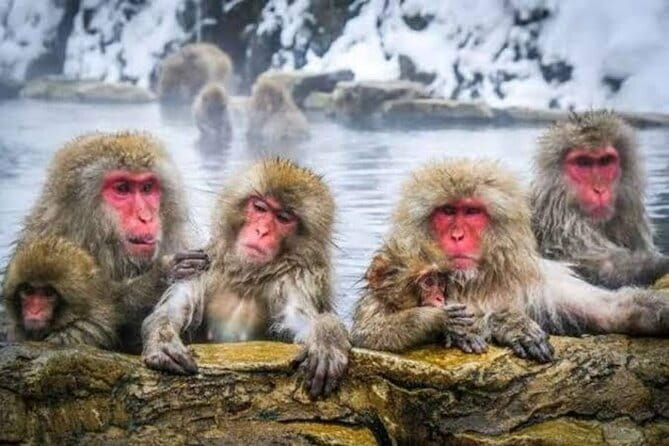 Tokyo Nagano Snow Monkey Park and Zenkoji Temple English driver - Nishimon Yoshinoya sake tasting: a short stop with real payoff