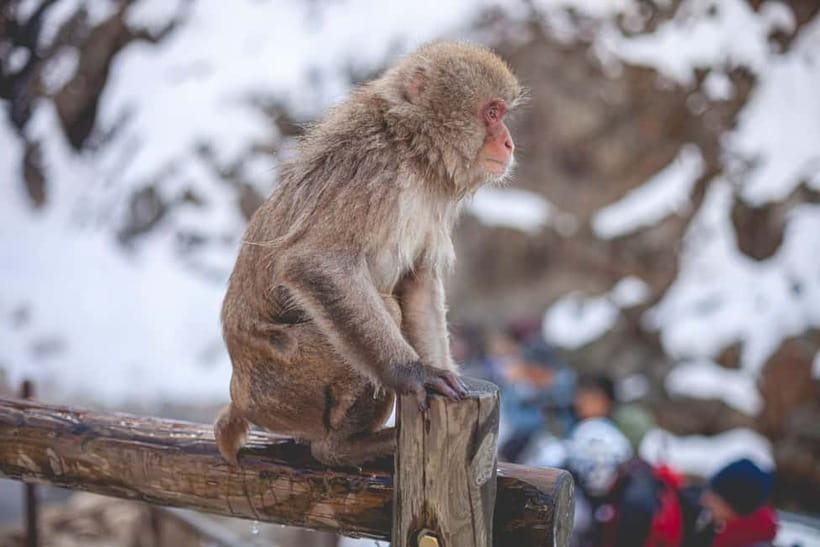 Tokyo: Nagano Snow Monkeys and Zenkoji Tour with Temples - Key highlights worth planning around