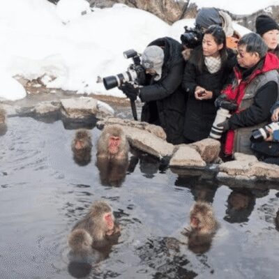 Tokyo: Nagano Snow Monkeys and Zenkoji Tour with Temples - Jigokudani Monkey Park and the hot-spring Snow Monkeys