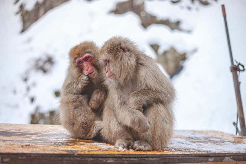 Tokyo: Nagano Snow Monkeys and Zenkoji Tour with Temples - Price and value: what $510 per group really covers