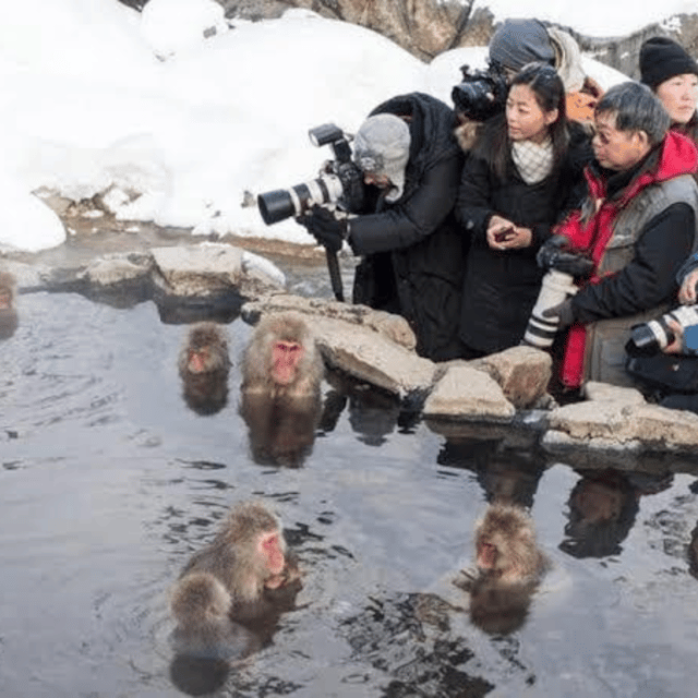 Tokyo: Nagano Snow Monkeys and Zenkoji Tour with Temples - Jigokudani Monkey Park and the hot-spring Snow Monkeys