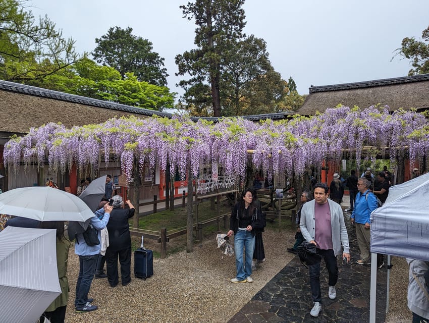 Tokyo: Personalized Half-day Tour - Meiji Shrine: A Calm Counterweight in the Middle of the City