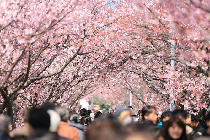 Tokyo Private Cherry Blossom Tour with a Local – Picnic Included - Entering Tokyo’s Sakura Route (Without Getting Lost)