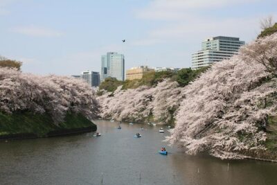 Tokyo Private Cherry Blossom Tour with a Local – Picnic Included - Pickup, Timing, and How the 4 Hours Feel