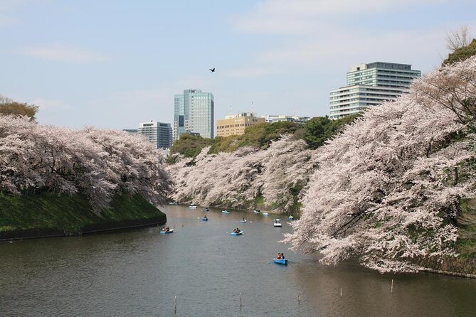 Tokyo Private Cherry Blossom Tour with a Local – Picnic Included - Pickup, Timing, and How the 4 Hours Feel