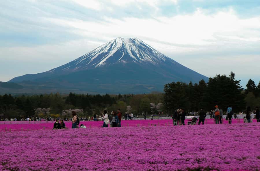 Tokyo: Private Mount Fuji Tour with Pickup and Drop-Off - Key highlights worth planning around