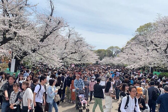 Tokyo Sightseeing/ City Tour by Private Car with English Guide - Tokyo Skytree and Akihabara: skyline views and tech-pop Tokyo