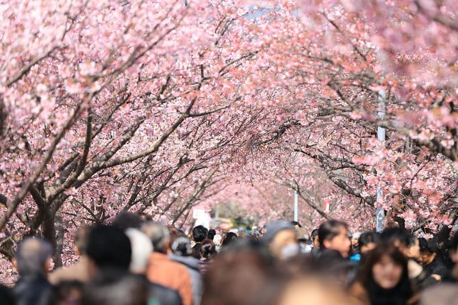 Tokyo Spring Daytime (Cherry Blossom) Food Tour - Quick Hits: What Makes This Yanaka Cherry Blossom Food Tour Different