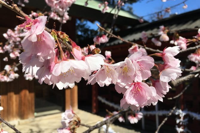 Tokyo Spring Daytime (Cherry Blossom) Food Tour - Getting There and Meeting: Nippori Start Point + Easy Finish