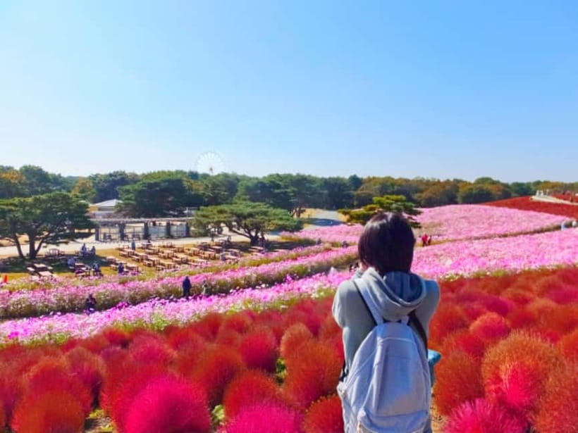 Tokyo: Spring Hitachi Seaside & Ashikaga Flower Park Tour - What You’ll Love About This Spring Flower Hit
