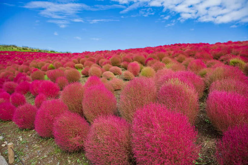 Tokyo: Spring Hitachi Seaside & Ashikaga Flower Park Tour - Should You Book This Spring Hitachi and Ashikaga Tour?