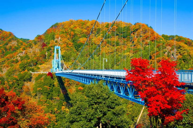 Tokyo: Spring Hitachi Seaside & Ashikaga Flower Park Tour - From Shinjuku to the Flower Parks: How This Day Escapes Tokyo