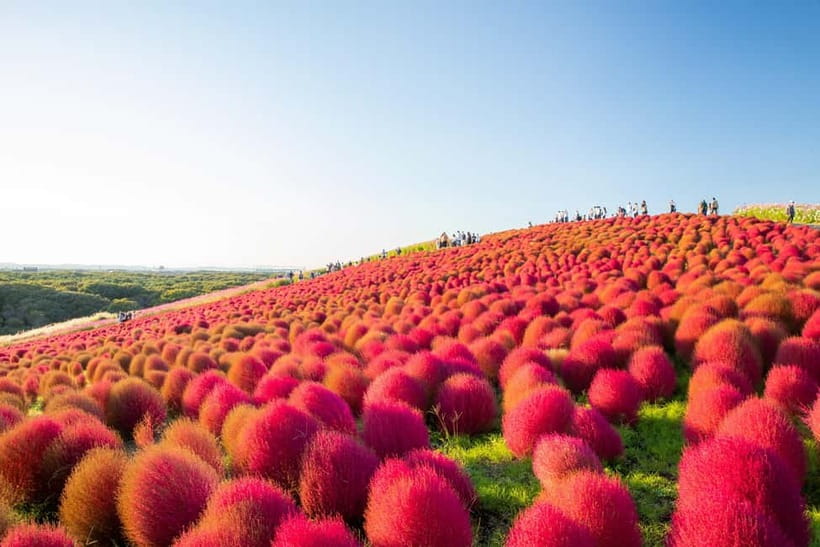 Tokyo: Spring Hitachi Seaside & Ashikaga Flower Park Tour - The Mibu Michi no Eki Break: Food, Desert, and Bandai Character Time
