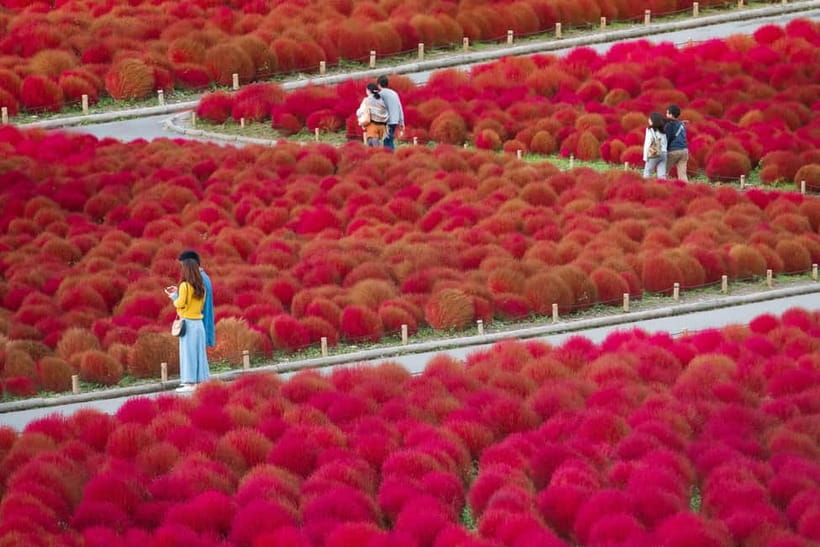 Tokyo: Spring Hitachi Seaside & Ashikaga Flower Park Tour - Ashikaga Flower Park and the Great Wisteria: Purple Curtains Up Close