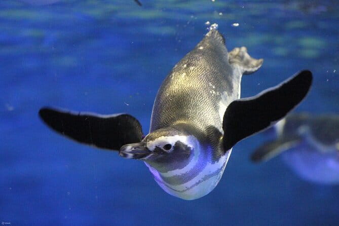 Tokyo Sumida Aquarium E-Ticket with Optional Tokyo Metro Pass - Key Points at a Glance