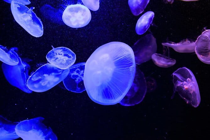 Tokyo Sumida Aquarium E-Ticket with Optional Tokyo Metro Pass - Optional Tokyo Metro Pass: When It’s Worth Choosing