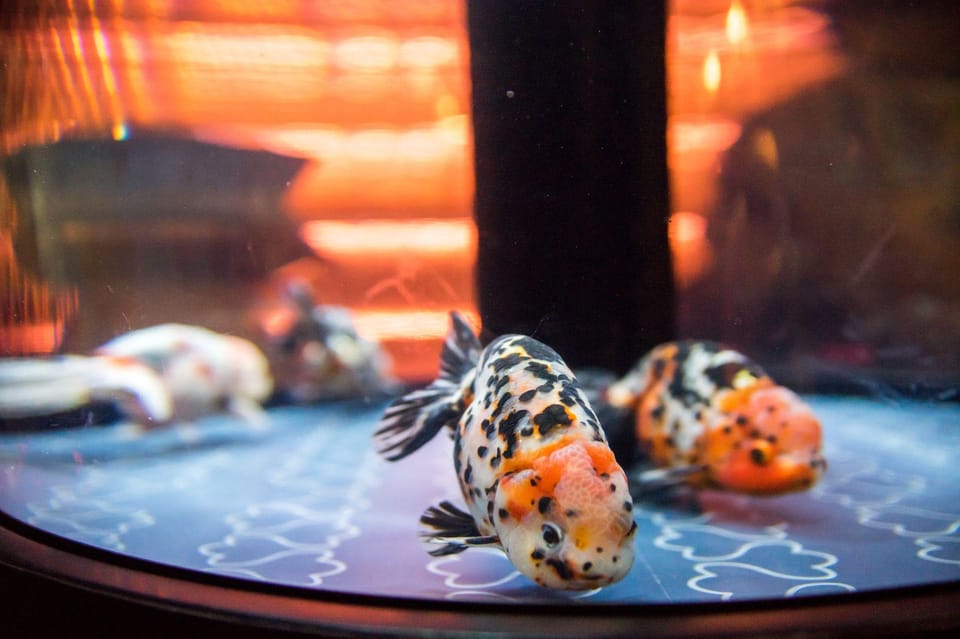 Tokyo: Sumida Aquarium Entry Ticket - Hours You Should Match: Weekdays, Weekends, and the May 23, 2025 Change