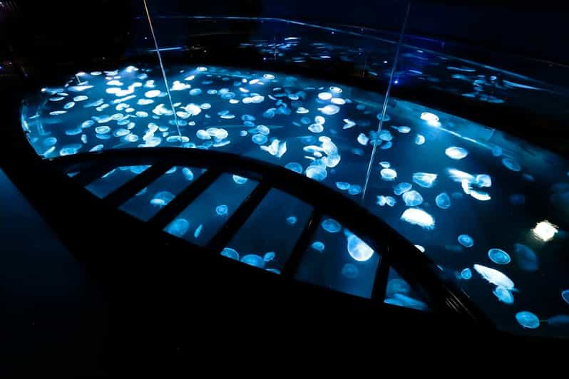 Tokyo: Sumida Aquarium Entry Ticket - A Calm Way to Spend Your Day Inside (Even Without a Set Itinerary)