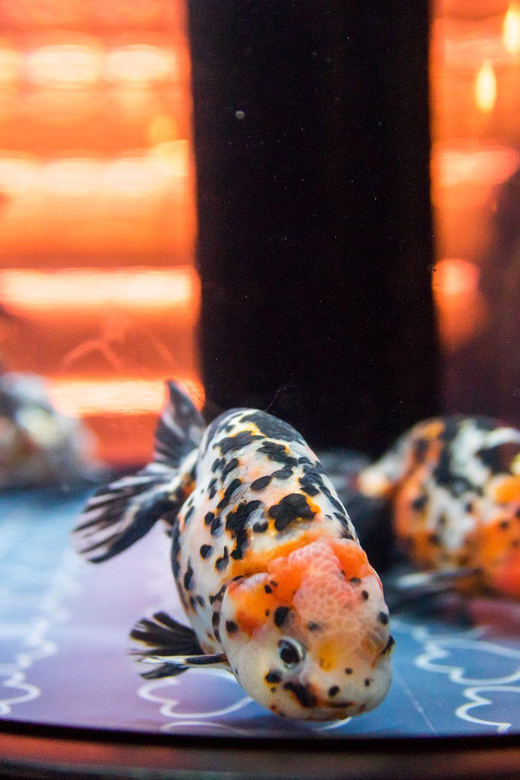 Tokyo: Sumida Aquarium Entry Ticket - Seating, Calm Atmosphere, and Why It’s Good for a Travel Reset