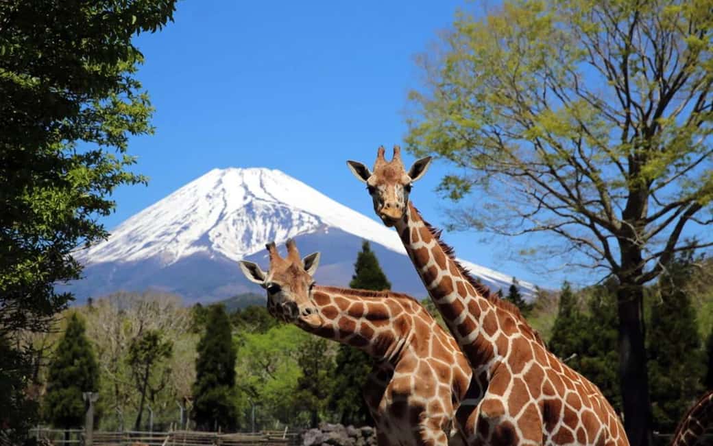 Tokyo:Customizable Private Day Trip to Mt.Fuji & Safari Park - Key Points You’ll Care About