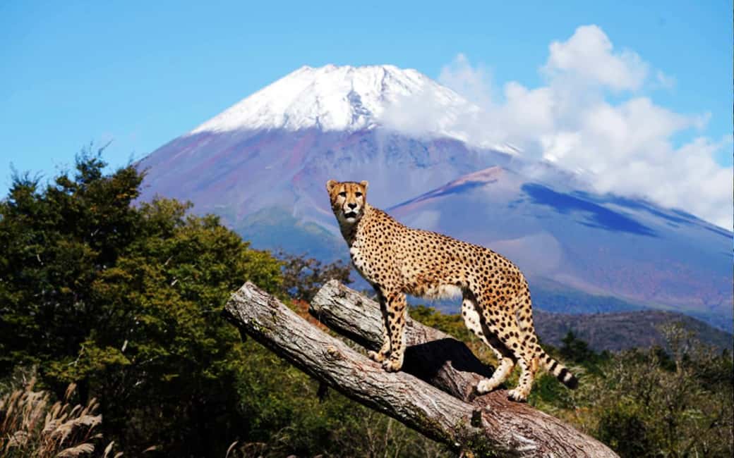 Tokyo:Customizable Private Day Trip to Mt.Fuji & Safari Park - Tokyo Pickup and the Ride Out: Your Day Starts Before You Reach Fuji