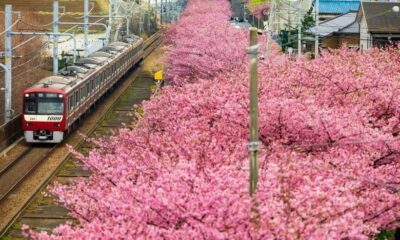 Tokyo:Izu Penisula Train Mt Omuro, Capybara Sightseeing Trip - Jogasaki Coast and Kadowaki Suspension Bridge: a short stop with big payoff