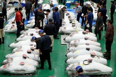 Toyosu Market Morning Tuna Auction and Tsukiji Food Tour with Licensed Guide - Toyosu Market walk: how the morning changes once the auction is over